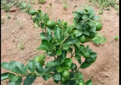 Plantas melhoradas de abacateiros, laranjeiras e tangerineira.
