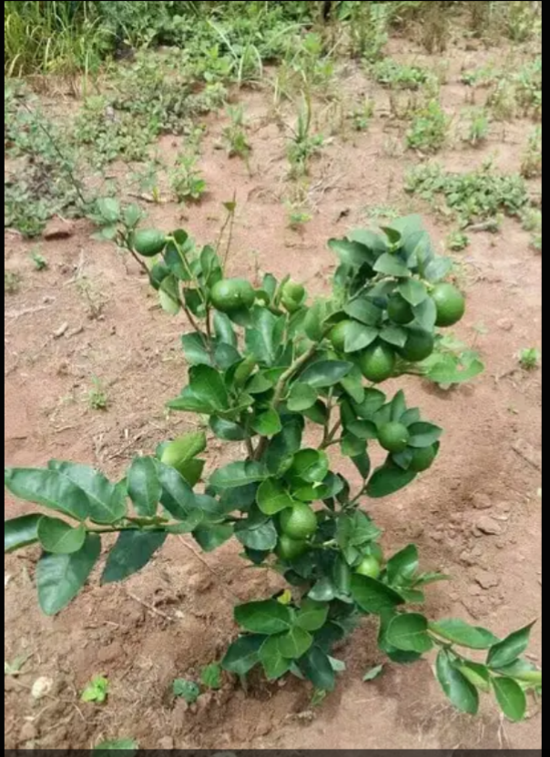 Plantas melhoradas de abacateiros, laranjeiras e tangerineira.